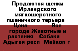 Продаются щенки Ирландского мягкошерстного пшеничного терьера › Цена ­ 30 000 - Все города Животные и растения » Собаки   . Адыгея респ.,Майкоп г.